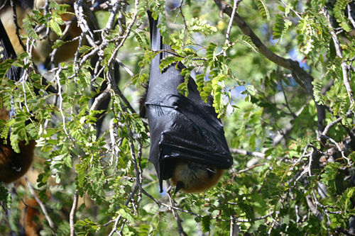 Madagascan flying fox